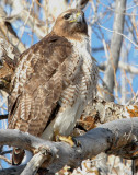 Hawk Red-tailed D-039.jpg