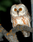 Owl Northern Saw-whetD-003.jpg