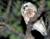 Owl Northern Saw-whetD-004.jpg