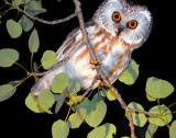 Owl Northern Saw-whetD-006.jpg