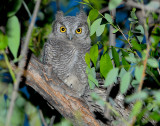 Owl Western Screech D-022.jpg