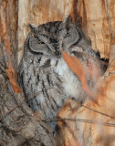 Owl Western Screech D-031.jpg