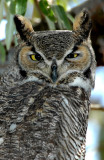 Owl  Great-Horned D-007.jpg