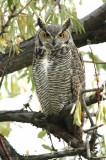 Owl. Great horned D-024.jpg