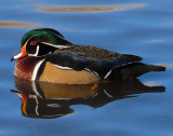 Duck Wood D-018.jpg