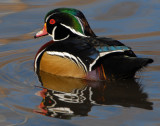 Duck Wood D-012.jpg