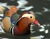 Duck, Mandarin