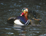 Duck, Mandarin