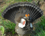 Grouse Blue D-039.jpg