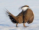 Sage Grouse D-021.jpg