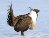 Sage Grouse D-025.jpg