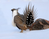 Sage Grouse D-034.jpg