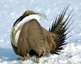 Sage Grouse D-048.jpg