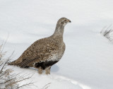 Sage Grouse D-012.jpg