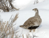 Sage Grouse D-013.jpg