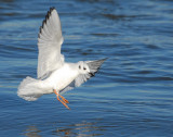 Gull Bonapartes D-014.jpg