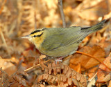 Warbler Worm-eating D-015.jpg