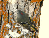 Kinglet Ruby-crownedD-007.jpg