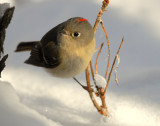 Kinglet Ruby-crownedD-013.jpg