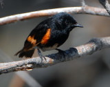 Redstart American D-006.jpg