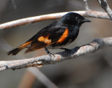 Redstart American D-007.jpg