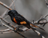 Redstart American D-011.jpg