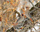 Waxwing Bohemian D-007.jpg