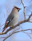 Waxwing Bohemian D-018.jpg