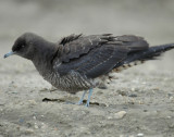 Parasitic Jaeger  D-002.jpg