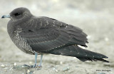 Parasitic Jaeger D-020.jpg