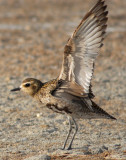 Plover,  Pacific Golden D-097.jpg