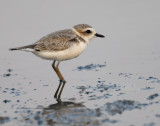 Plover Snowy D-011.jpg