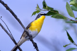 Chat Yellow Breasted S-204A.jpg