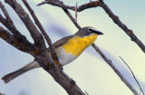 Chat Yellow Breasted S-206.jpg