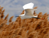 Egret Snowy D-020.jpg