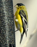 Goldfinch Lesser D-002.jpg