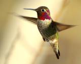 Hummingbird. Annas