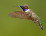 Hummingbirds, Black-chinned