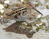 Wilsons Snipe D-019.jpg