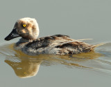 Goldeneye leucistic D-013.jpg