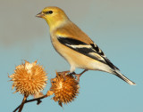 Goldfinch American D-033.jpg