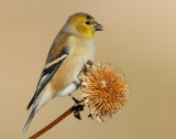Goldfinch American D-016.jpg