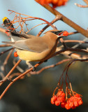 Waxwing Cedar D-019.jpg