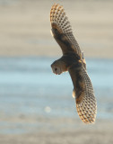 Owl, Barn