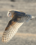 Owl, Barn