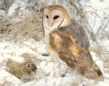 Owl, Barn