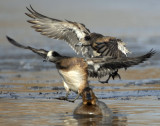 Wigeon, American