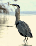 Heron Great Blue D-064.jpg