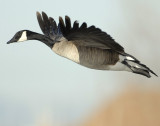 Goose Canada D-044.jpg