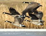 Geese, Canada D-034.jpg